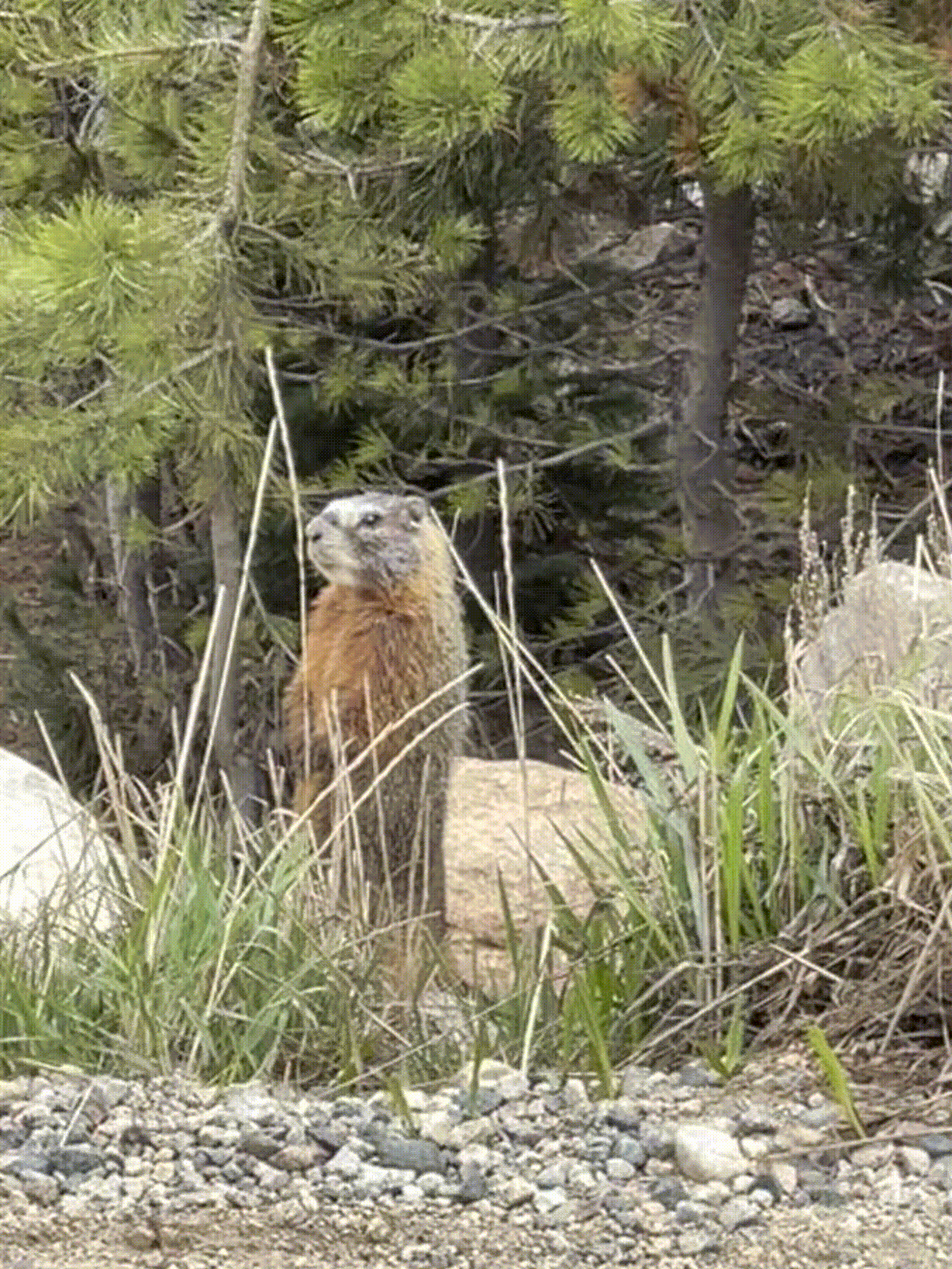 A yellow bellied marmot opening and closing its mouth
