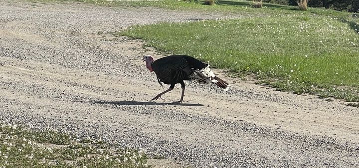A hunched over turkey walking down a gravel driveway, flanked by green grass.